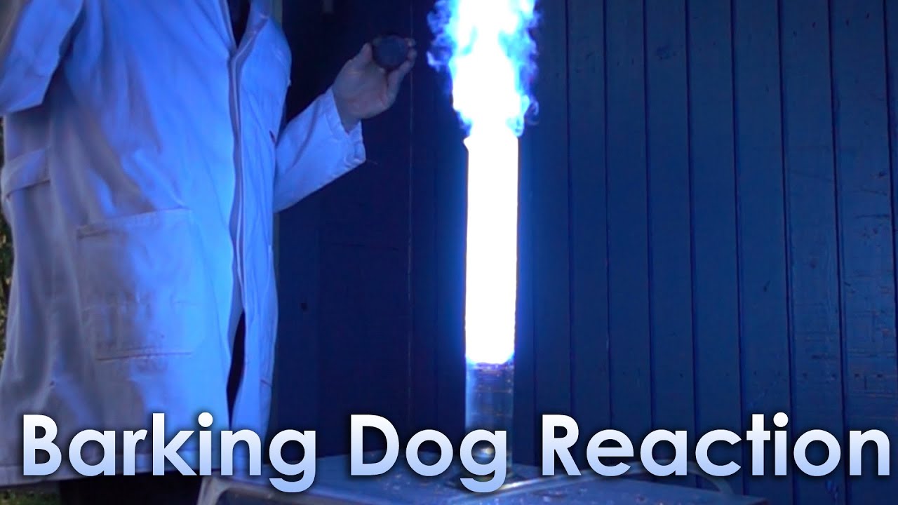 Barking Dog Reaction In Slow Motion YouTube Barking Dog Reaction In Slow Motion YouTube
