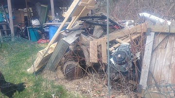 saib lau qaib mos xyoo 2021