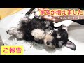 【ご報告】家族が増えました！！３匹目(幸)