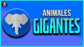 Los 5 ANIMALES MÁS GRANDES DEL MUNDO 🙀