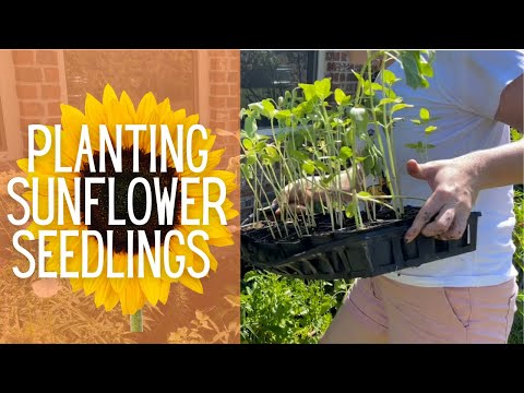 🌻🌻🌻 Planting Sunflower Seedlings || How To Plant Sunflowers || UNIQUE ...