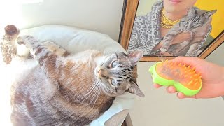 New state-of-the-art pet fur steam grooming brush for cats and dogs (Amazon Prime Unboxing) by MURZBO 208 views 1 month ago 3 minutes