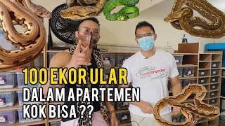 SINT1NG !! DALEM APARTEMEN TERNAK 100 ULAR SANCA EXPORT TERSELUBUNG