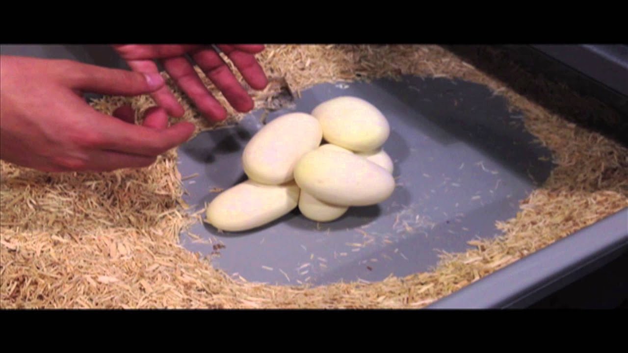 eggs florentine JHB - 2012 Kingspin x Cinnamon