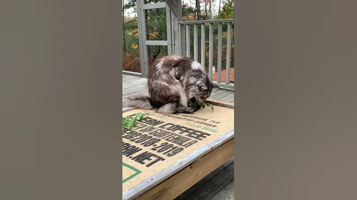 Watch the video about Big Fluffy Maine Coon Cats | Kittys Catnip and Catios | #shorts