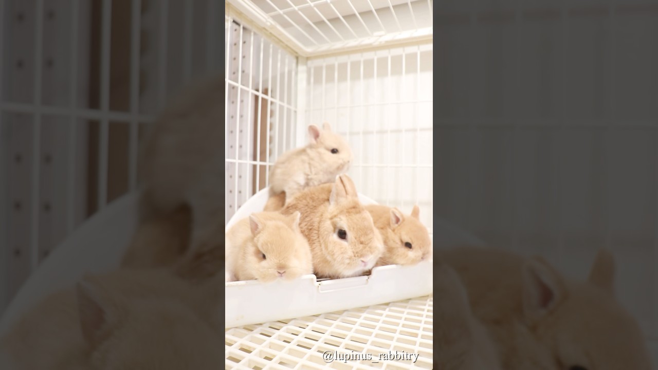 ネザーランドドワーフ（オレンジ系）専門！Lupinus Rabbitry｜うさぎ