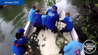 SeaWorld Rescues A Cold-stressed Manatee in Alabama