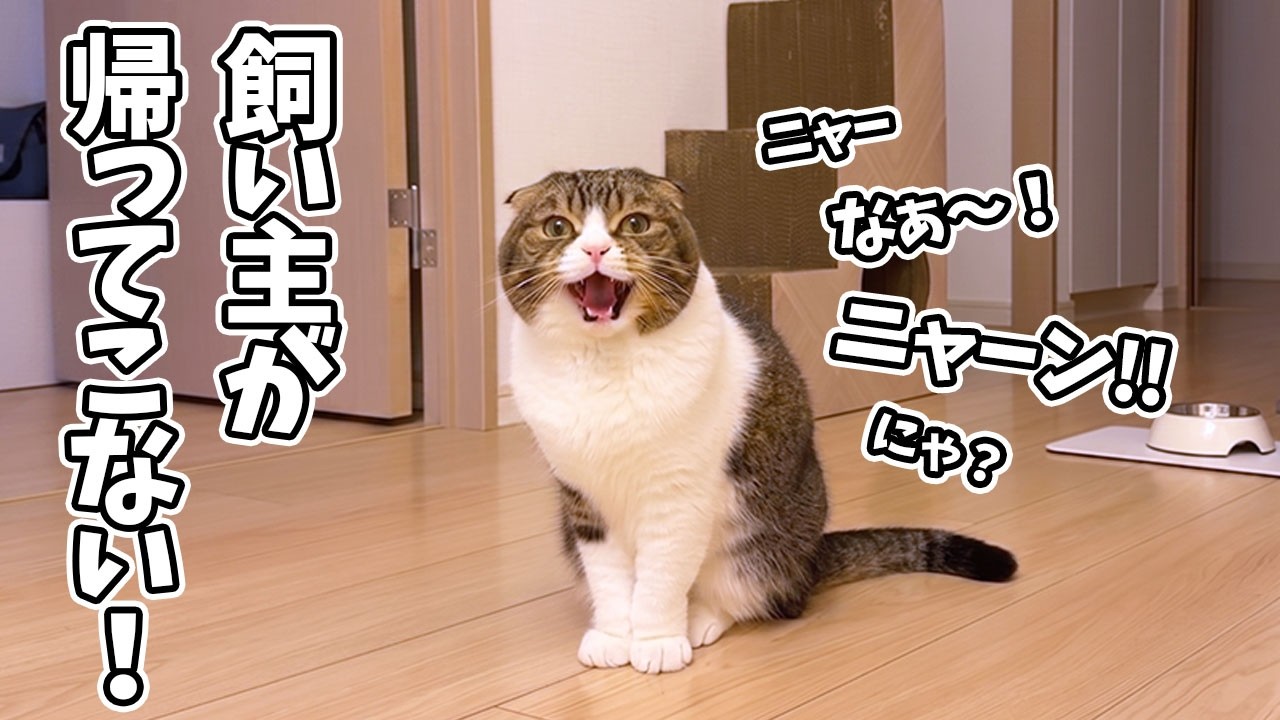 My cat has been crying incessantly because her owner keeps coming