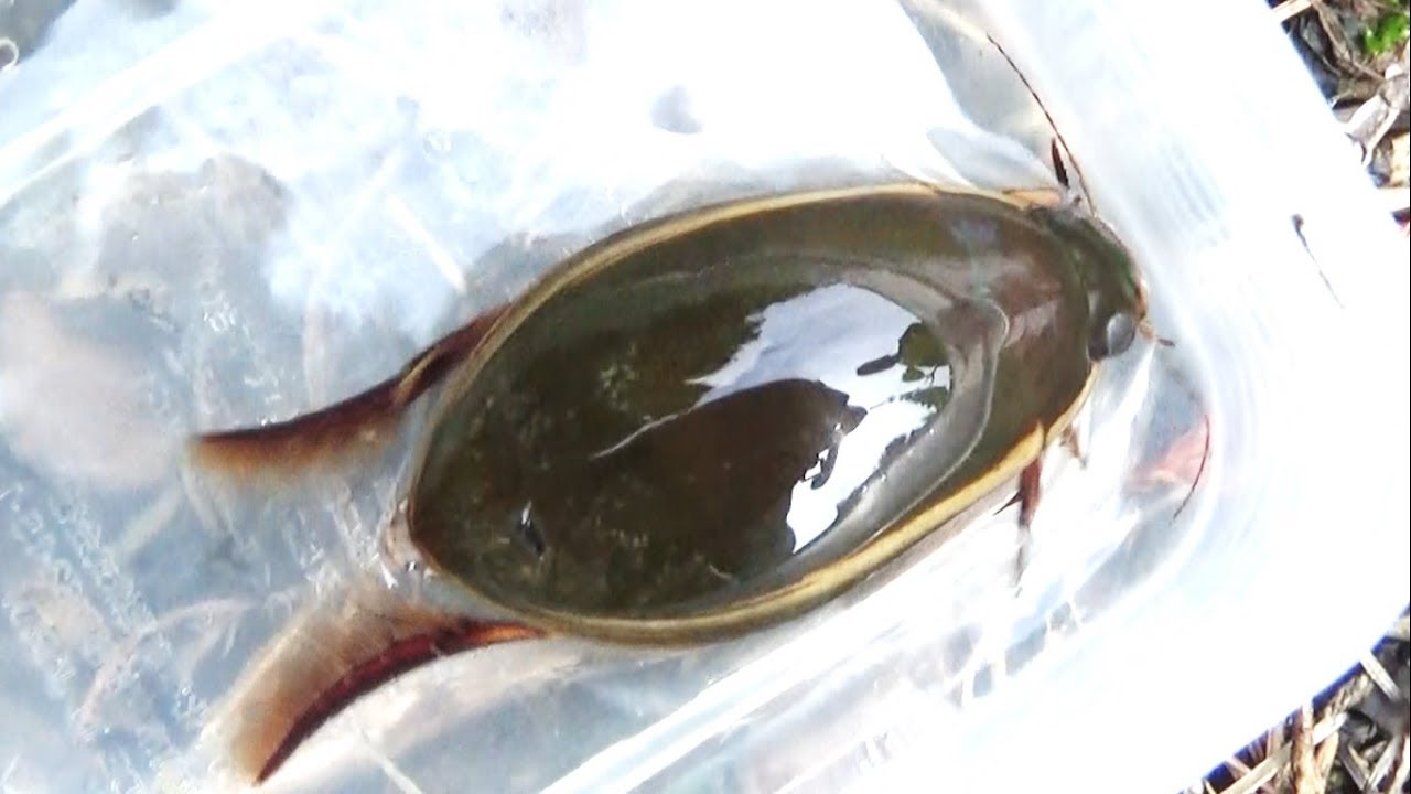 GasaGasa] Capture of an endangered giant diving beetle!! #2 - YouTube