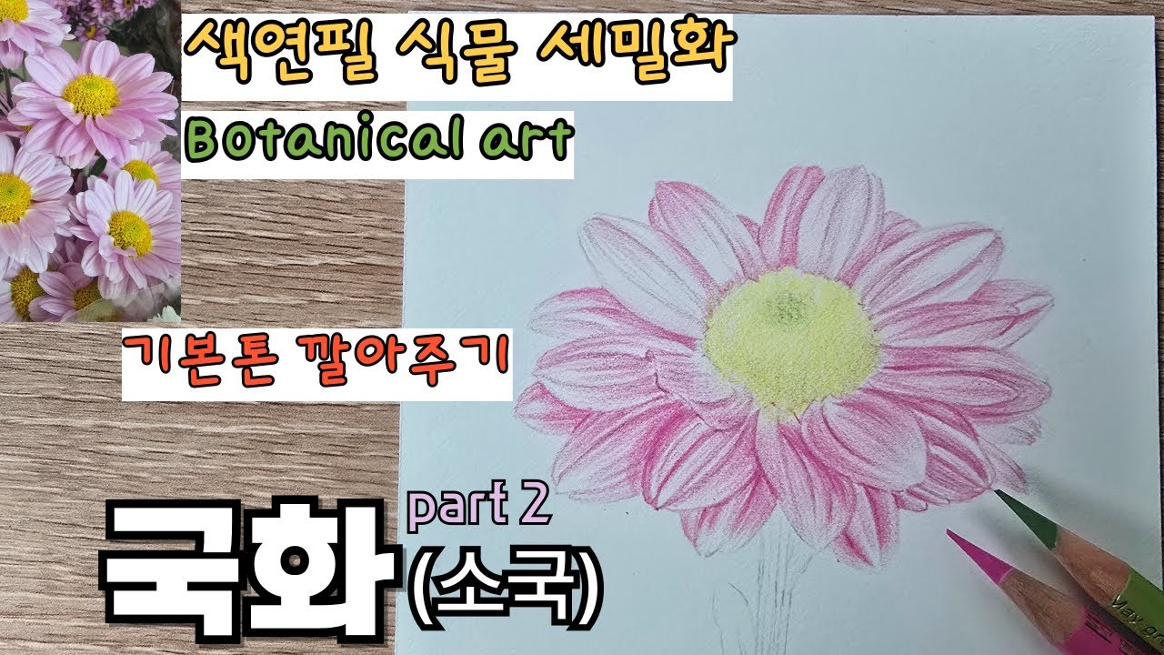 초보자를 위한 색연필로 그리는 국화 (2. 기본톤 깔기) / Drawing a Mum with Colored Pencils (Part 2. Laying the Base Tone)
