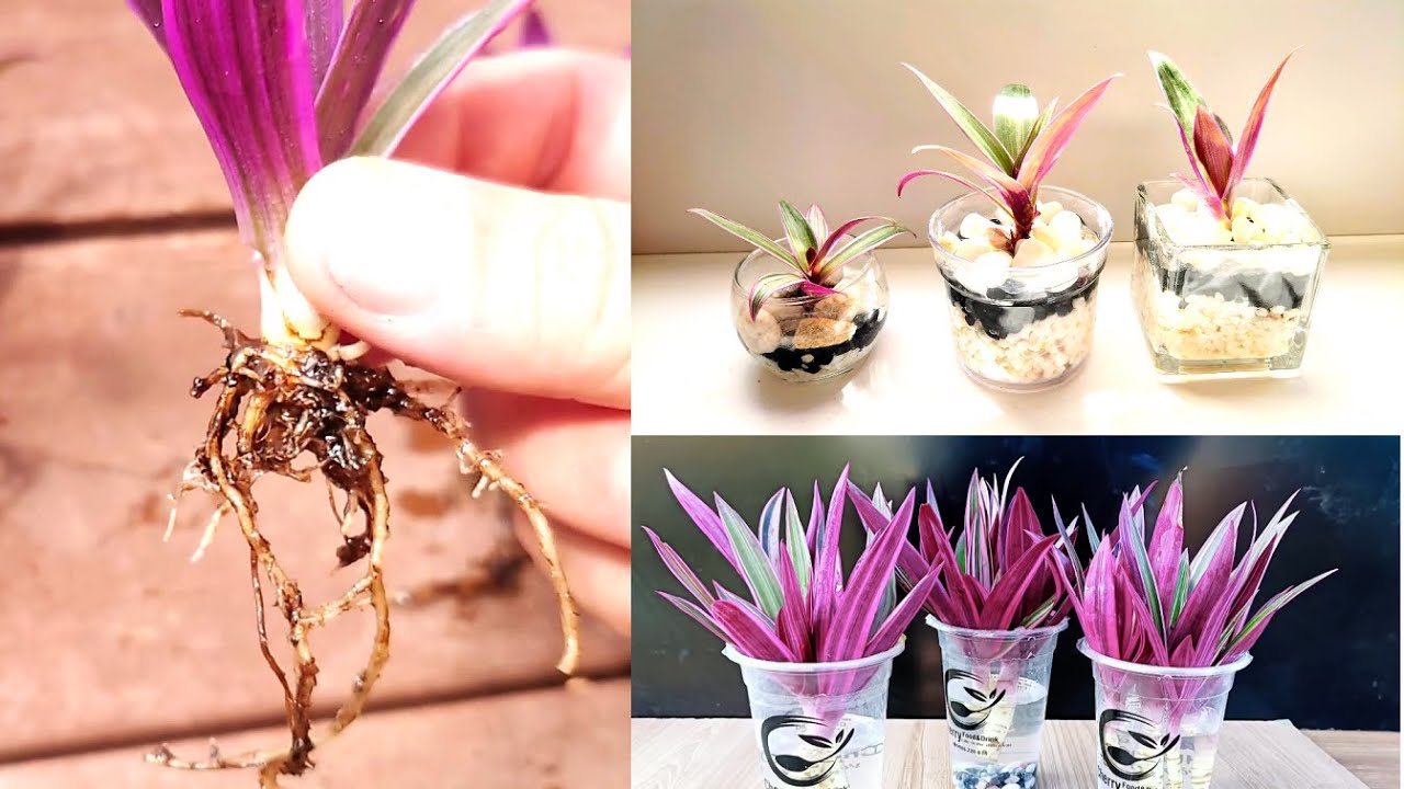 【ムラサキオモト・ロエオ・トリカラー】発根させ、増やしてカラフルなインテリアとして♪喉頭、呼吸器の疾患を癒す効果があります。