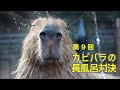 第9回　カピバラの長風呂対決（特別参加枠）（再掲）