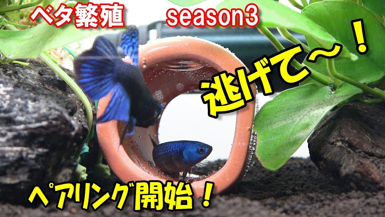 ベタ産卵なるか ペアリング開始 ベタ繁殖season3 12 Youtube