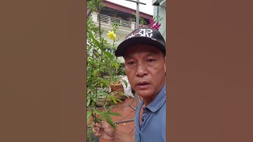 cây vông vang,cây kim vàng, dùng sơ cứu rắn độc cắn hiệu quả