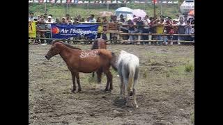 2004 08 20 kadayawan horsefight 2