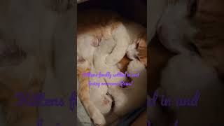 Kittens are finally settled and getting full as they love on mama Paws!