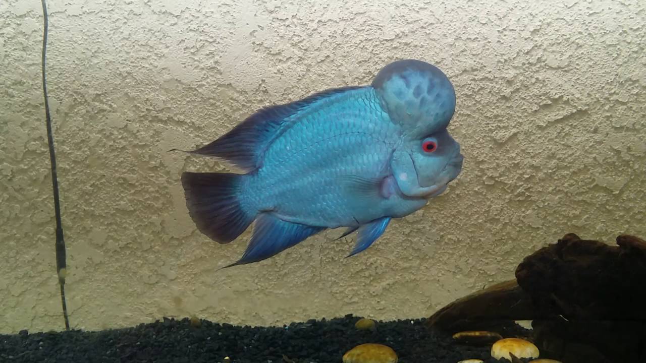 Model Thai Silk Flowerhorn Relaxing YouTube