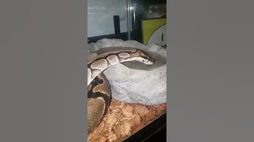 BALL PYTHON DRINKING WATER