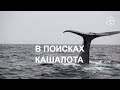 CHASING THE SPERM WHALE В ПОИСКАХ КАШАЛОТА