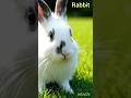 #rabbit #cow #hen #animals #lifestylebyrythmsiks #shorts #ai