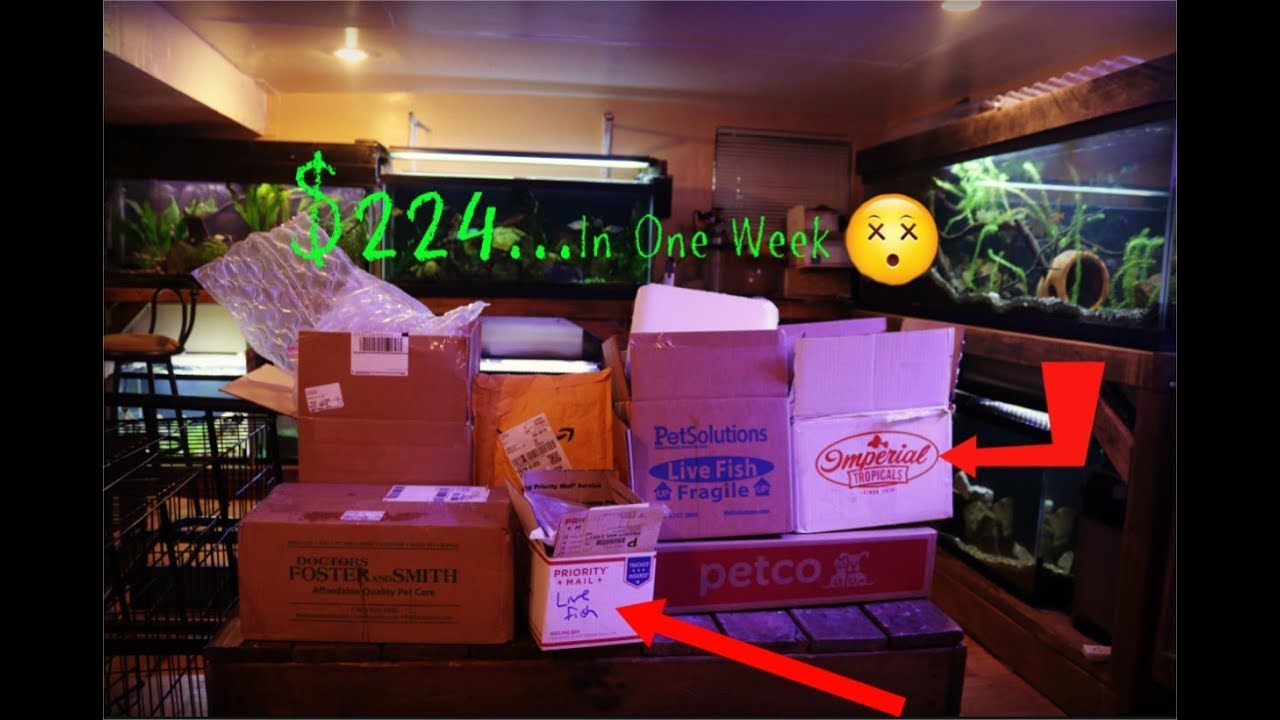 bichir fish I Spent Over $200 In One Week...On Fish & Fish Stuff