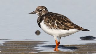 Ruddy Turnstone Bathing On The Beach