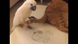 funny Parrot catching a cat's tail