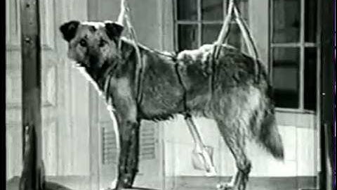 Classical Conditioning (in 3 minutes)