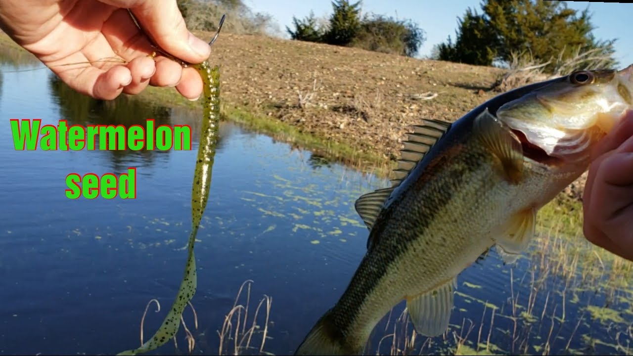 Bass fishing with watermelon seed zoom bait during winter 