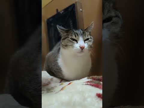 まるまる香箱座り猫