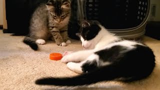 Sammi and Dean: HappyGoLucky Kittens