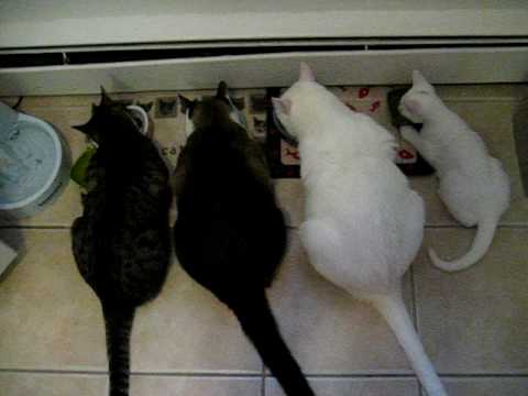All four of my kitties enjoying dinner...