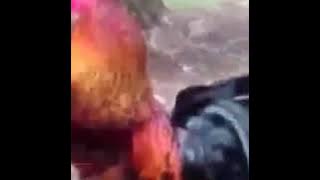 Dj ayam edan turu