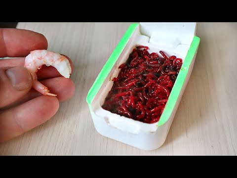 Видео: Будут ли креветки есть мотыля?