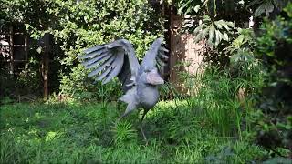 shoebill、植栽に飛び乗るミリー＠上野ハシビロコウ