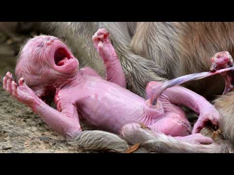 🔴 LIVE: So Tiny, So Loved 🐒💞 Newborn Monkey with Mom