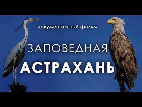 Video: Priroda Armenije: fotografija, flora i fauna. Planine Armenije