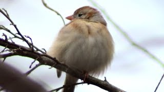 Field sparrow chirping / call sound | sitting on branch