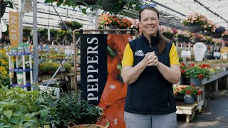 PETITTI Pepper Spotlight | Sweet to Spicy: How to Grow Peppers Successfully