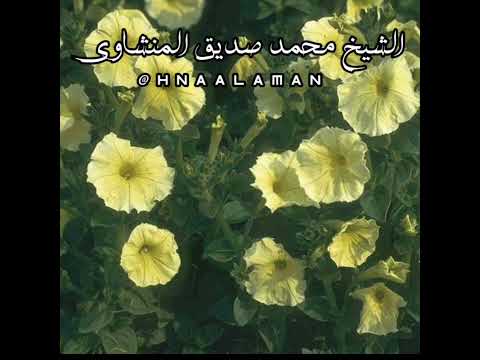 ال ح م د ل ل ه ال ذ ي أ نز ل ع ل ى ع ب د ه ال ك ت اب الشيخ محمد صديق المنشاوي ال ح م د ل ل ه ال ذ ي أ نز ل ع ل ى ع ب د ه ال ك ت اب الشيخ محمد صديق المنشاوي