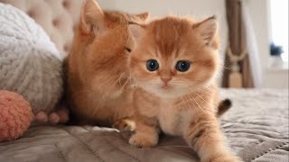 🔴Top 5 Most Beautiful Cat Breeds in The World🔴