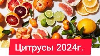 🍊🍋Цитрусовые культуры 2024 г. Апельсин Вашингтон. Мандарин Абхазкий и Ковановассе . Кумкват Кинкан.