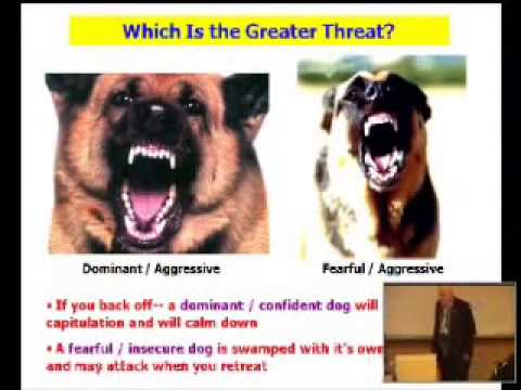 Introducing A Dog To Cats Cesar Millan Introducing A Dog To Cats Cesar Millan
