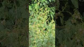 Vita Alvia vitaalvia  Kopi Lambada  kopilambada