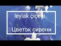 leylak.  soğuk porselen.  modelleme dersi.🌸 Цветок сирени.  МК.  Холодный фарфор.  🌸 lilac