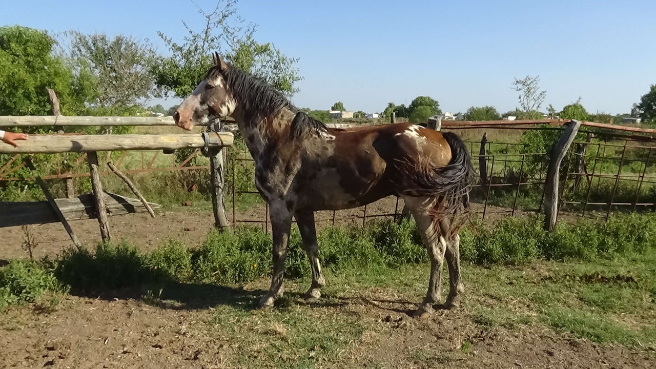 Padrillo overo negro - $5.000.000 -  LOSEQUINOS.COM