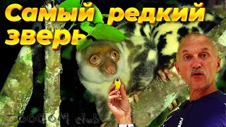 Я и надеяться не мог на встречу с этим зверем! Кускус! Серия 10. Cuscus.