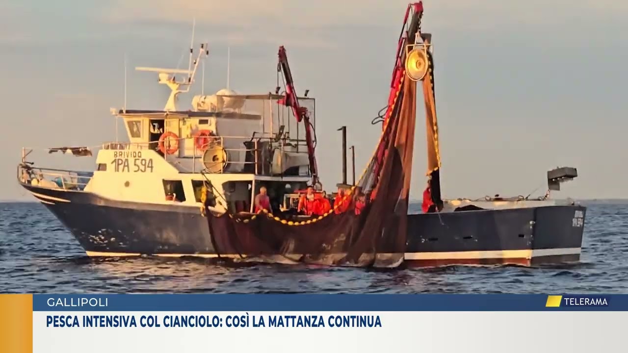 Pesca intensiva col cianciolo: così la mattanza continua