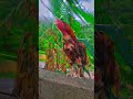 ustad ahmad ali ka murga #aseelmurga #mianwaliaseels #ustadahmadali #short#vairal