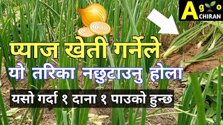 प्याज यत्रो भएपछि खसी यसरी पार्नुहोस् गोप्य तरिका १ दाना १ पाउको हुन्छ |? Onion Farming | Pyaj Kheti